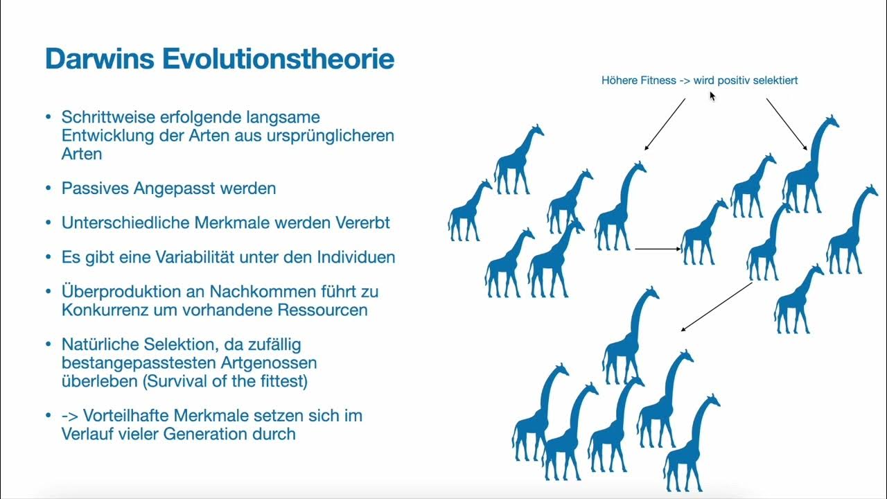 merkmale der entwicklung